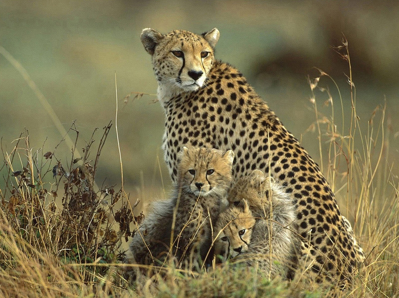 415 - FAMILY - CAMPETELLA JOSE LUIS - argentina.jpg